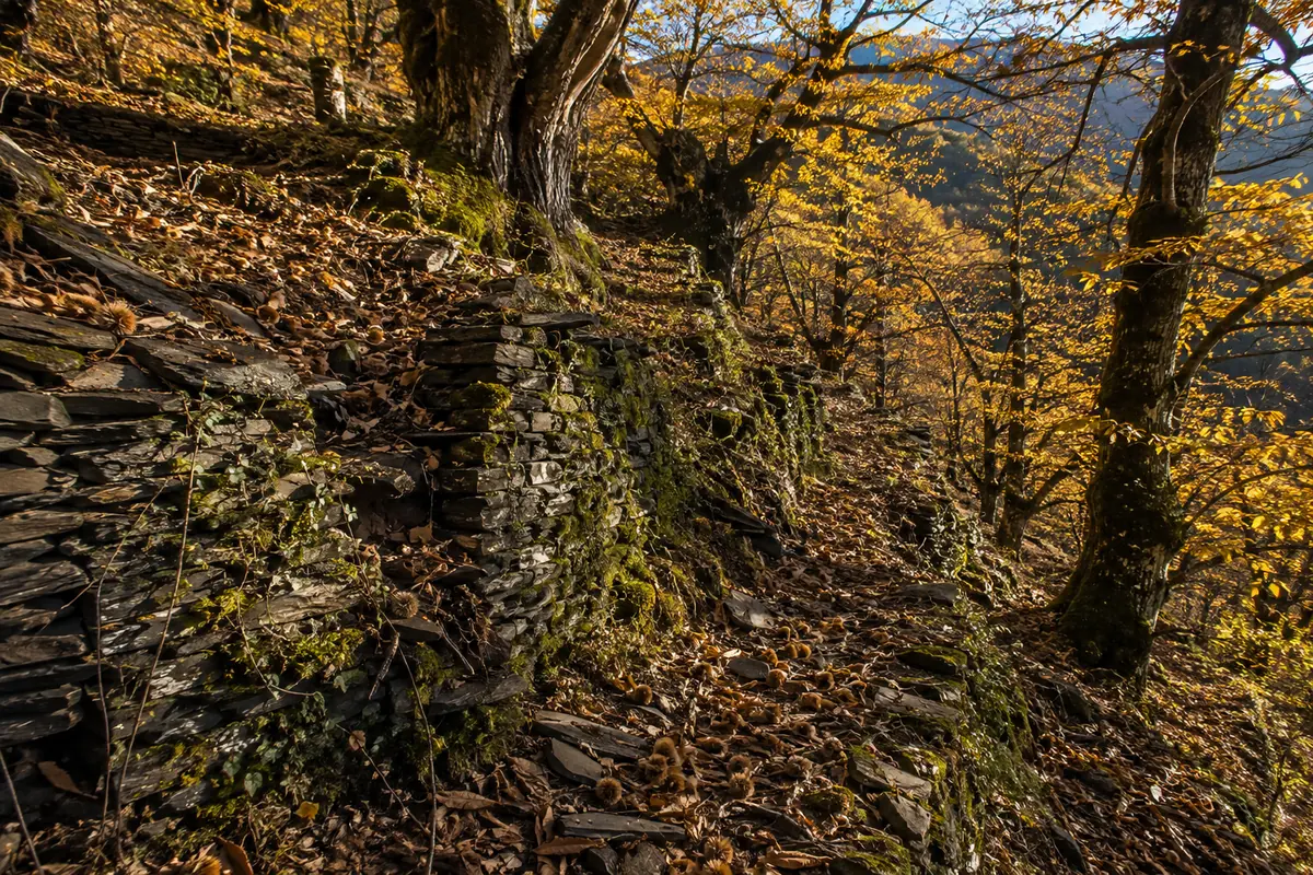 Châtaigneraie sur les terrasses de schiste